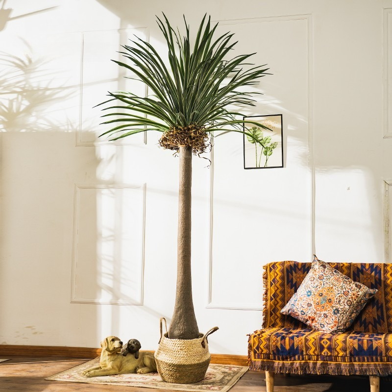 Dracena Artificiale Real-Touch - Baby Clothing Stores recensione e prezzo